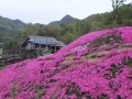 山小家と芝桜