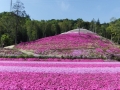 山頂には雪（白色系芝桜）