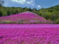 お客様撮影、芝桜富士