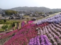 赤色の濃い芝桜もあります。