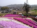 見上げる芝桜と見下ろす芝桜。 両方お楽しみ下さい。