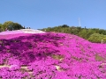 富士山部分が最後に満開を迎えています。