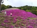 北～西側（写真奥）に回り込むほど花が残ってます