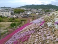 今年植えた富士西側、赤い花よく残ってます